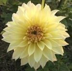 Born Sty | Dahlias by Flower Name