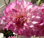 Colorado Classic | 6 inch Medium Dahlias