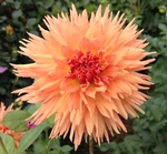 Colwood Crush | Dahlias by Flower Name
