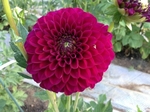 Diva | New Dahlias 2013