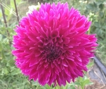 Ed Black | 3 inch Small Dahlias