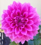 Elma Elizabeth | Dahlias by Flower Name