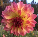 EV Bright Eyes | 4 inch Small Dahlias