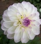 Eveline | 5 inch Small Dahlias