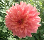 Ferncliff Copper | New Dahlias 2012