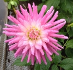 First Kiss | 4 inch Small Dahlias