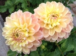 French Doll | Dahlias by Flower Name