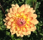Gabrielle Marie | Dahlias up to 4 ft.