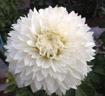 Gitts Attention | Dahlias by Flower Name