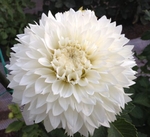 Gitts Attention | New Dahlias 2015