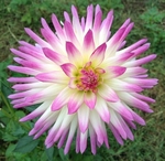 Glenbank Twinkle | 4 inch Small Dahlias