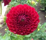 Grayval Shiraz | New Dahlias for 2010