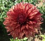 Harvey Koop | 10 inch Giant Dahlias