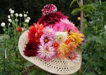 Dahlia Hat