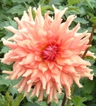 Hee Haugh | Dahlias by Flower Name