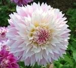 Hollyhill Pinkie