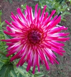 Hollyhill Starburst | New Dahlias 2012