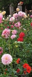 Dahlias by Plant Height