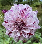 Hulins Carnival | Dahlias by Flower Name