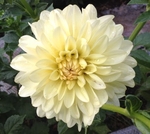 Jo | New Dahlias 2015