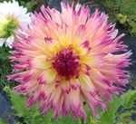 Kaleidoscope | Dahlias by Flower Name