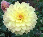 Keith H | 4 inch Small Dahlias