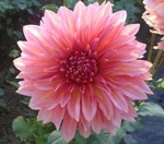 Kenora Lisa | New Dahlias 2014