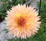Lakeview Peach Fuzz