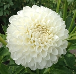 L'Ancresse | Dahlias by Flower Name
