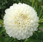 L'Ancresse | 4 inch Small Dahlias