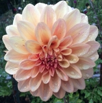 Miss Amara | 5 inch Small Dahlias