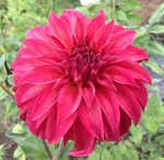 Miss Prissy | New Dahlias 2015