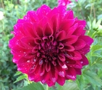 Mr. Jimmy | New Dahlias 2012