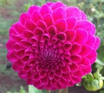 Nijinsky | 4 inch Small Dahlias