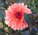 Orange Pekoe | Dahlias by Flower Name