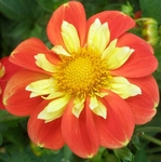 Pooh | Dahlias by Flower Name