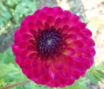 Raz Ma Taz | Dahlias by Flower Name