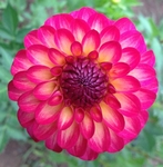 Raz Ma Taz | Dahlias by Flower Name