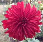 Red Umbrella | New Dahlias 2015