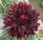 Rip City | Dahlias by Flower Name