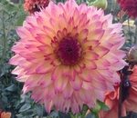 September Morn | New Dahlias 2014