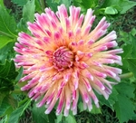 Shea's Rainbow | Dahlias by Flower Name