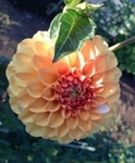 Sugar Daddy | 2 inch Miniature Dahlias