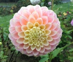 Sugartown Sunrise | Dahlias by Flower Name