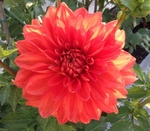 Swan's Olympic Flame | Dahlias by Flower Name