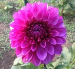 Teds Choice | New Dahlias 2013