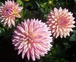 Valley Porcupine | 3 inch Small Dahlias