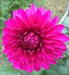 Vista Pinky | New Dahlias 2013