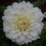 White Fawn | 4 inch Small Dahlias