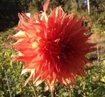 Woodland's Wildthing | Dahlias by Flower Name